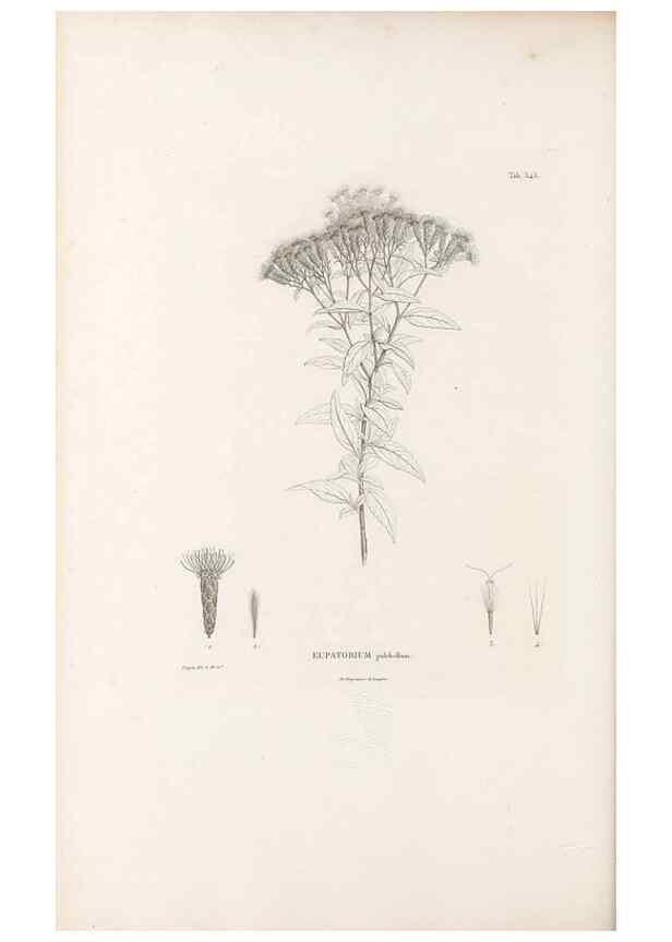 Reproducción/Reproduction 49521618211: Nova genera et species plantarum :. Antverpiae :Ex officina Christophori Plantini ...,1576.. 