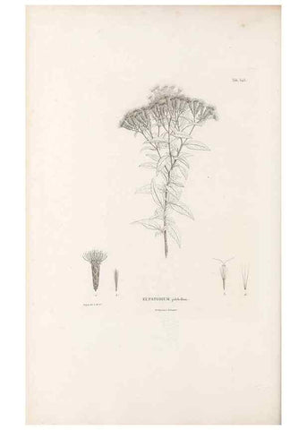 Reproducción/Reproduction 49521618211: Nova genera et species plantarum :. Antverpiae :Ex officina Christophori Plantini ...,1576.. 