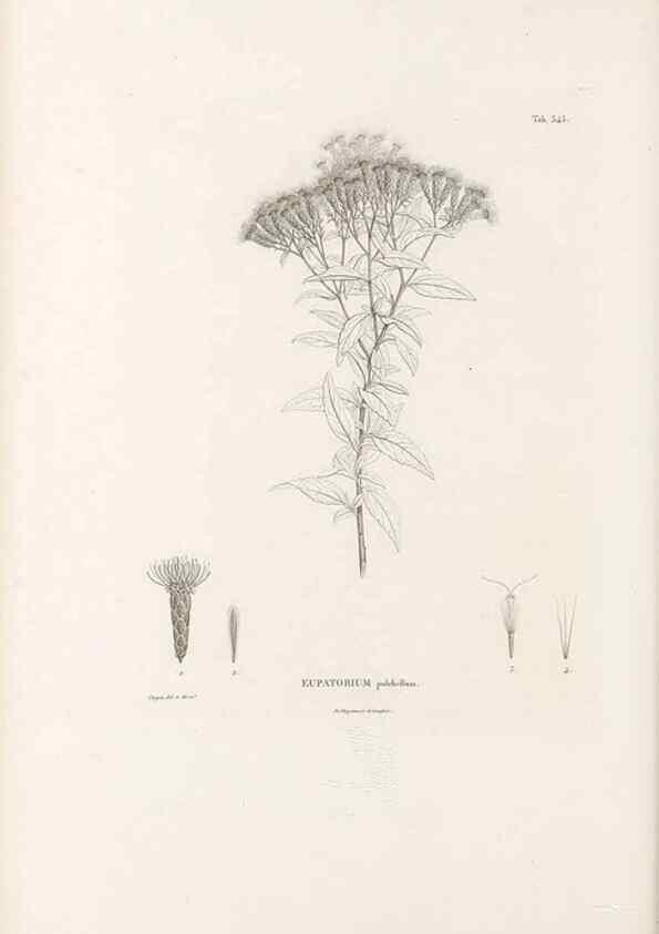 Reproducción/Reproduction 49521618211: Nova genera et species plantarum :. Antverpiae :Ex officina Christophori Plantini ...,1576.. 