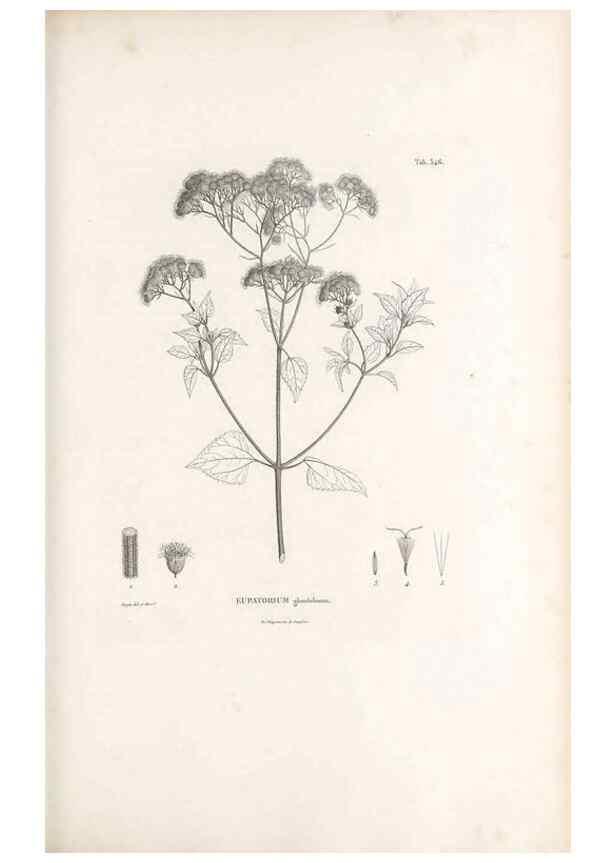 Reproducción/Reproduction 49521618631: Nova genera et species plantarum :. Antverpiae :Ex officina Christophori Plantini ...,1576.. 