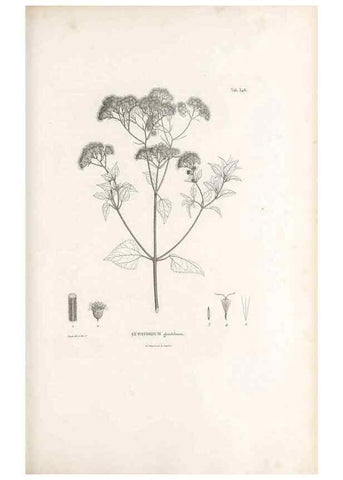 Reproducción/Reproduction 49521618631: Nova genera et species plantarum :. Antverpiae :Ex officina Christophori Plantini ...,1576.. 