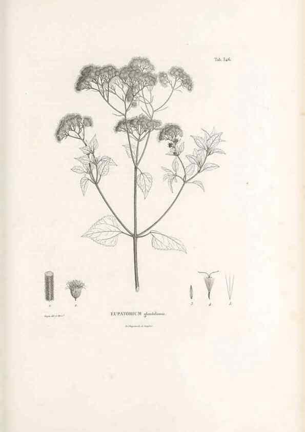 Reproducción/Reproduction 49521618631: Nova genera et species plantarum :. Antverpiae :Ex officina Christophori Plantini ...,1576.. 
