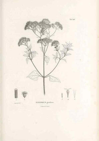 Reproducción/Reproduction 49521618631: Nova genera et species plantarum :. Antverpiae :Ex officina Christophori Plantini ...,1576.. 