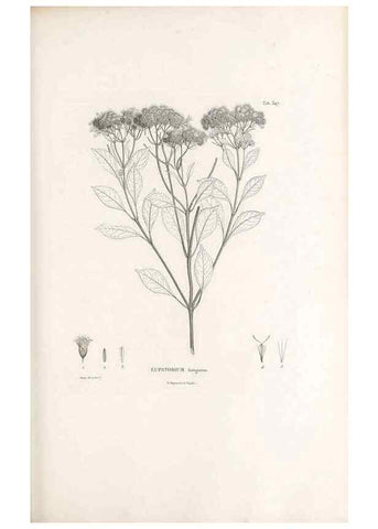 Reproducción/Reproduction 49521830392: Nova genera et species plantarum :. Antverpiae :Ex officina Christophori Plantini ...,1576.. 