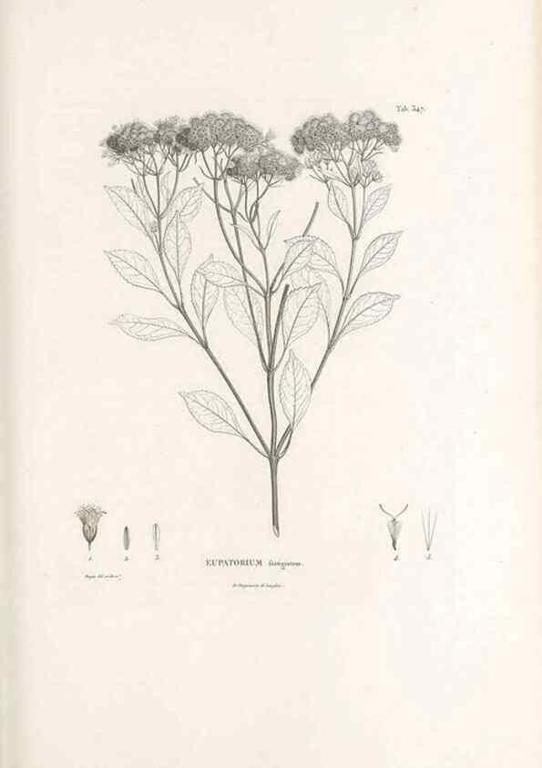 Reproducción/Reproduction 49521830392: Nova genera et species plantarum :. Antverpiae :Ex officina Christophori Plantini ...,1576.. 