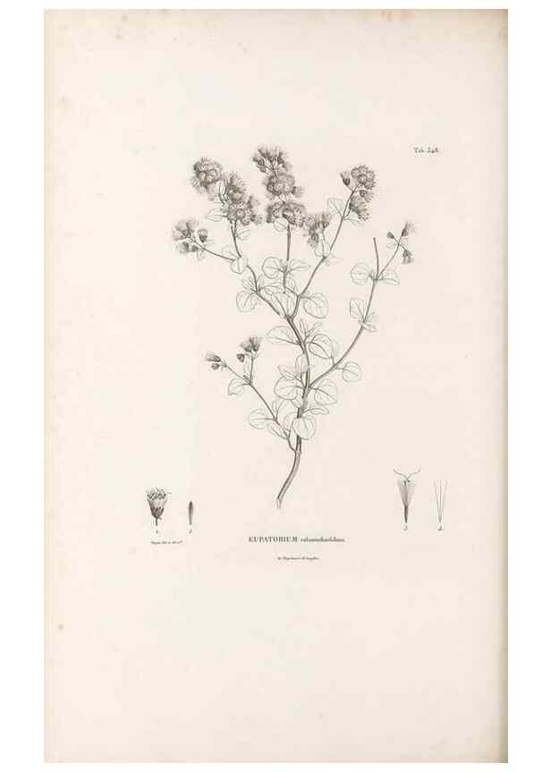 Reproducción/Reproduction 49521619251: Nova genera et species plantarum :. Antverpiae :Ex officina Christophori Plantini ...,1576.. 