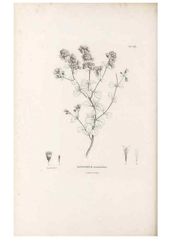 Reproducción/Reproduction 49521619251: Nova genera et species plantarum :. Antverpiae :Ex officina Christophori Plantini ...,1576.. 
