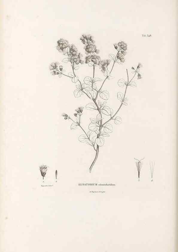 Reproducción/Reproduction 49521619251: Nova genera et species plantarum :. Antverpiae :Ex officina Christophori Plantini ...,1576.. 