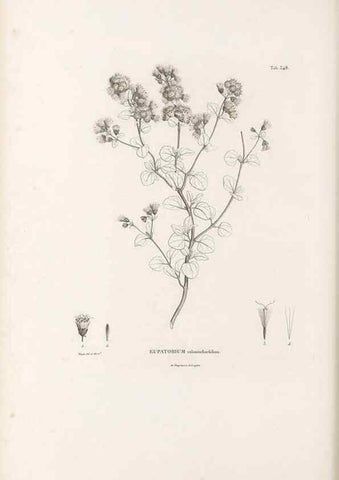 Reproducción/Reproduction 49521619251: Nova genera et species plantarum :. Antverpiae :Ex officina Christophori Plantini ...,1576.. 