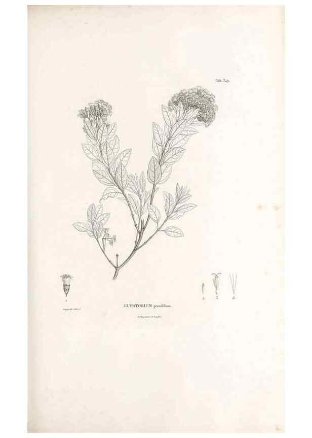Reproducción/Reproduction 49521095463: Nova genera et species plantarum :. Antverpiae :Ex officina Christophori Plantini ...,1576.. 