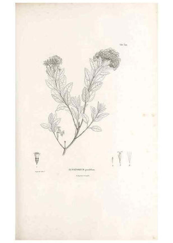 Reproducción/Reproduction 49521095463: Nova genera et species plantarum :. Antverpiae :Ex officina Christophori Plantini ...,1576.. 