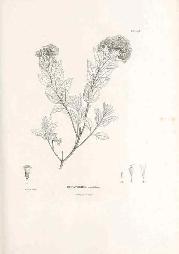 Reproducción/Reproduction 49521095463: Nova genera et species plantarum :. Antverpiae :Ex officina Christophori Plantini ...,1576.. 