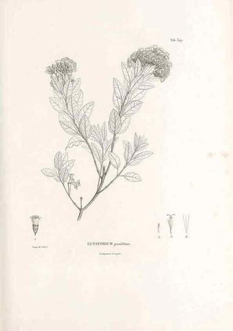 Reproducción/Reproduction 49521095463: Nova genera et species plantarum :. Antverpiae :Ex officina Christophori Plantini ...,1576.. 