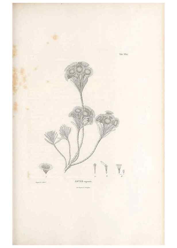 Reproducción/Reproduction 49521091383: Nova genera et species plantarum :. Antverpiae :Ex officina Christophori Plantini ...,1576.. 
