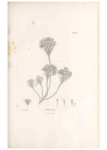 Reproducción/Reproduction 49521091383: Nova genera et species plantarum :. Antverpiae :Ex officina Christophori Plantini ...,1576.. 