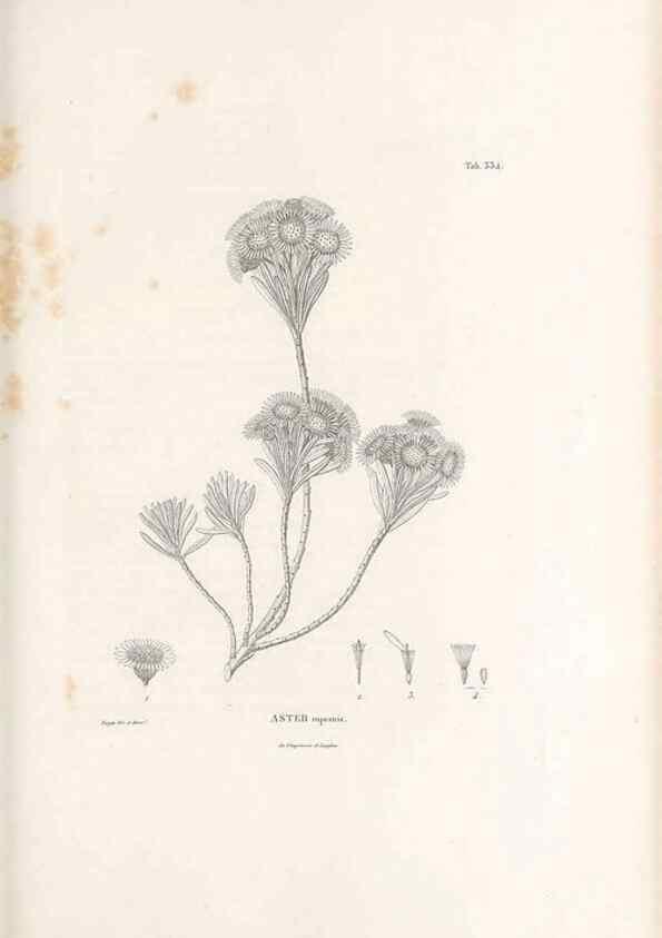 Reproducción/Reproduction 49521091383: Nova genera et species plantarum :. Antverpiae :Ex officina Christophori Plantini ...,1576.. 