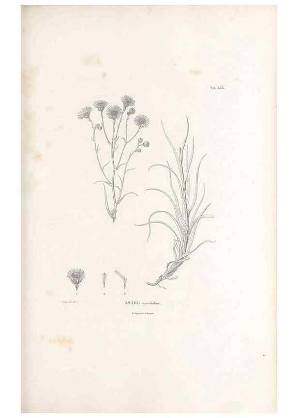 Reproducción/Reproduction 49521826492: Nova genera et species plantarum :. Antverpiae :Ex officina Christophori Plantini ...,1576.. 