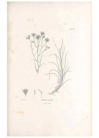 Reproducción/Reproduction 49521826492: Nova genera et species plantarum :. Antverpiae :Ex officina Christophori Plantini ...,1576.. 