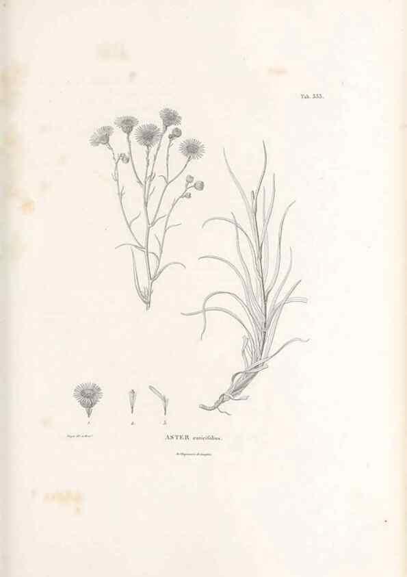 Reproducción/Reproduction 49521826492: Nova genera et species plantarum :. Antverpiae :Ex officina Christophori Plantini ...,1576.. 
