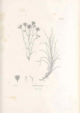 Reproducción/Reproduction 49521826492: Nova genera et species plantarum :. Antverpiae :Ex officina Christophori Plantini ...,1576.. 