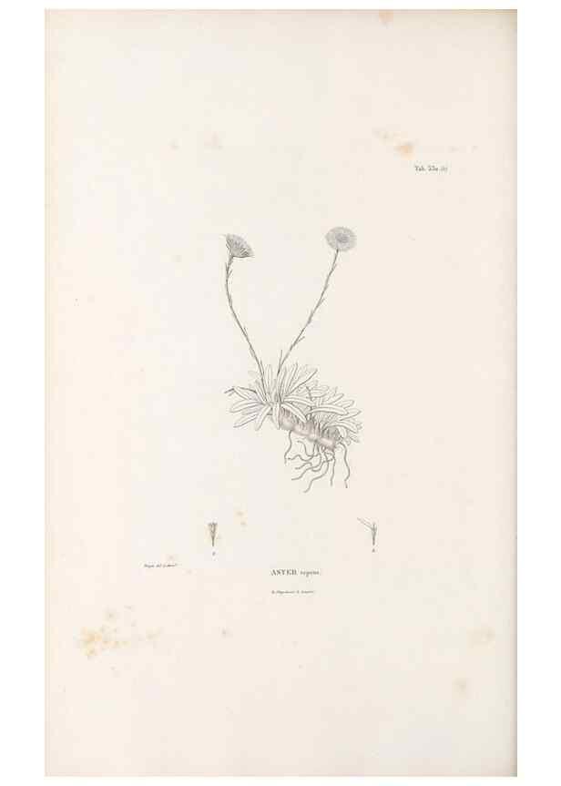 Reproducción/Reproduction 49521826212: Nova genera et species plantarum :. Antverpiae :Ex officina Christophori Plantini ...,1576.. 