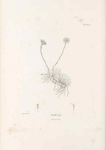 Reproducción/Reproduction 49521826212: Nova genera et species plantarum :. Antverpiae :Ex officina Christophori Plantini ...,1576.. 