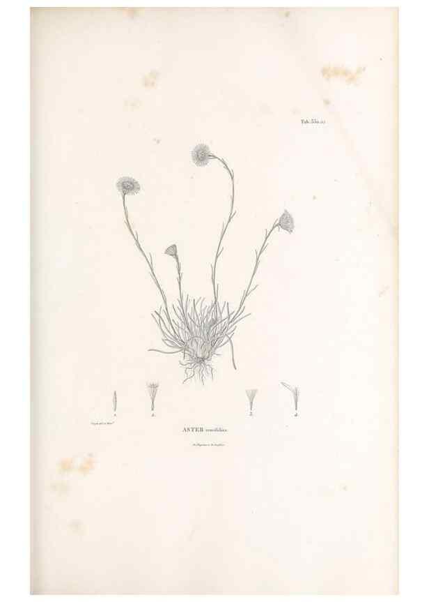 Reproducción/Reproduction 49521825982: Nova genera et species plantarum :. Antverpiae :Ex officina Christophori Plantini ...,1576.. 