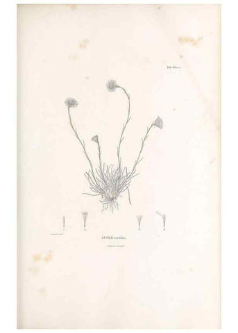 Reproducción/Reproduction 49521825982: Nova genera et species plantarum :. Antverpiae :Ex officina Christophori Plantini ...,1576.. 