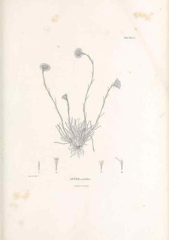 Reproducción/Reproduction 49521825982: Nova genera et species plantarum :. Antverpiae :Ex officina Christophori Plantini ...,1576.. 