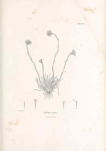 Reproducción/Reproduction 49521825982: Nova genera et species plantarum :. Antverpiae :Ex officina Christophori Plantini ...,1576.. 