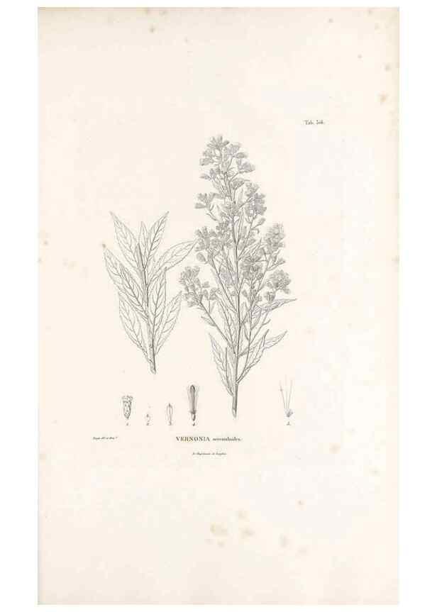 Reproducción/Reproduction 49521086223: Nova genera et species plantarum :. Antverpiae :Ex officina Christophori Plantini ...,1576.. 