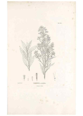 Reproducción/Reproduction 49521086223: Nova genera et species plantarum :. Antverpiae :Ex officina Christophori Plantini ...,1576.. 