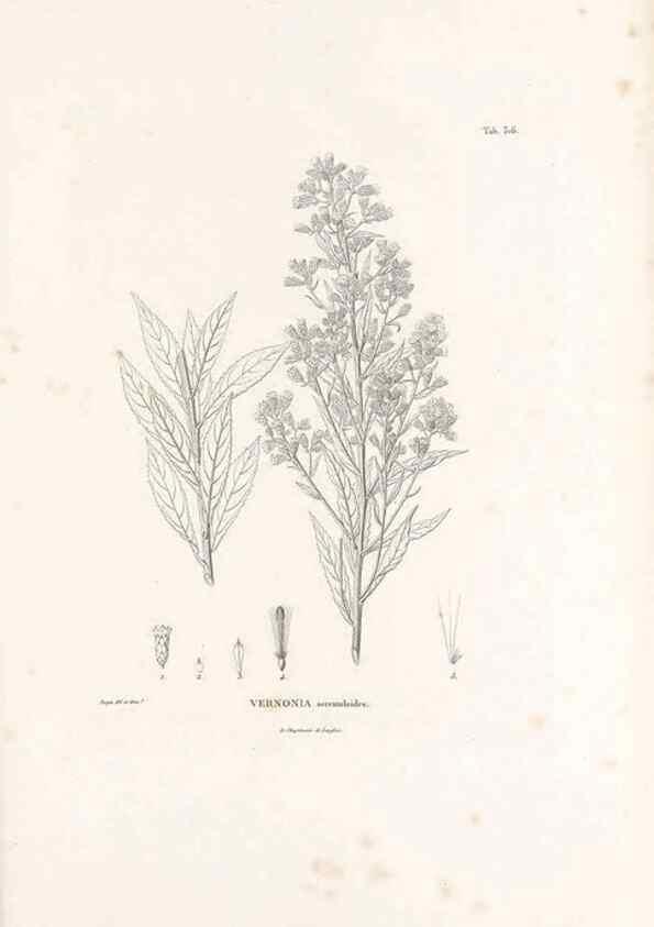 Reproducción/Reproduction 49521086223: Nova genera et species plantarum :. Antverpiae :Ex officina Christophori Plantini ...,1576.. 