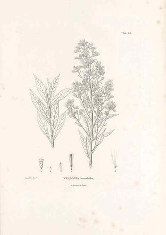 Reproducción/Reproduction 49521086223: Nova genera et species plantarum :. Antverpiae :Ex officina Christophori Plantini ...,1576.. 