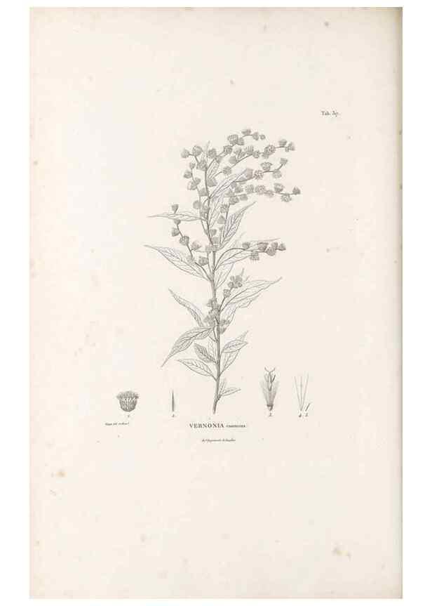Reproducción/Reproduction 49521610181: Nova genera et species plantarum :. Antverpiae :Ex officina Christophori Plantini ...,1576.. 