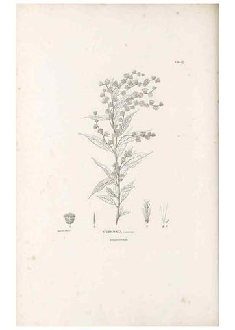 Reproducción/Reproduction 49521610181: Nova genera et species plantarum :. Antverpiae :Ex officina Christophori Plantini ...,1576.. 