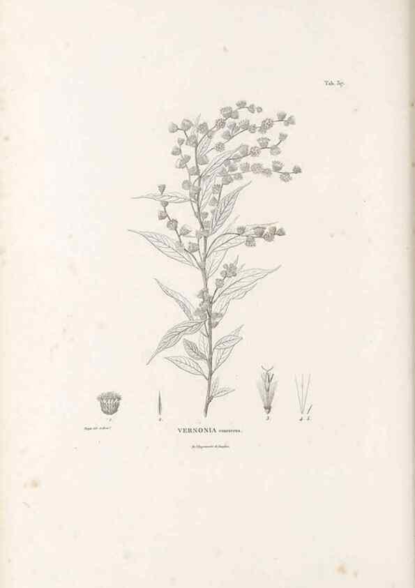 Reproducción/Reproduction 49521610181: Nova genera et species plantarum :. Antverpiae :Ex officina Christophori Plantini ...,1576.. 