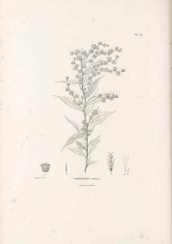 Reproducción/Reproduction 49521610181: Nova genera et species plantarum :. Antverpiae :Ex officina Christophori Plantini ...,1576.. 