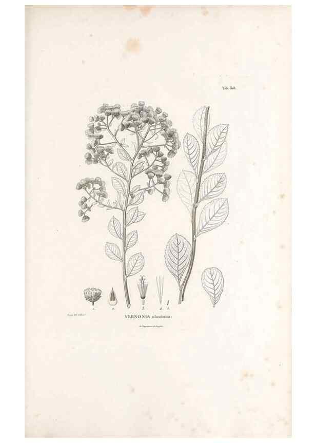 Reproducción/Reproduction 49521086658: Nova genera et species plantarum :. Antverpiae :Ex officina Christophori Plantini ...,1576.. 