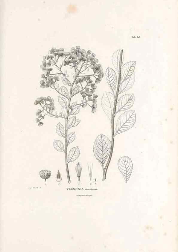 Reproducción/Reproduction 49521086658: Nova genera et species plantarum :. Antverpiae :Ex officina Christophori Plantini ...,1576.. 