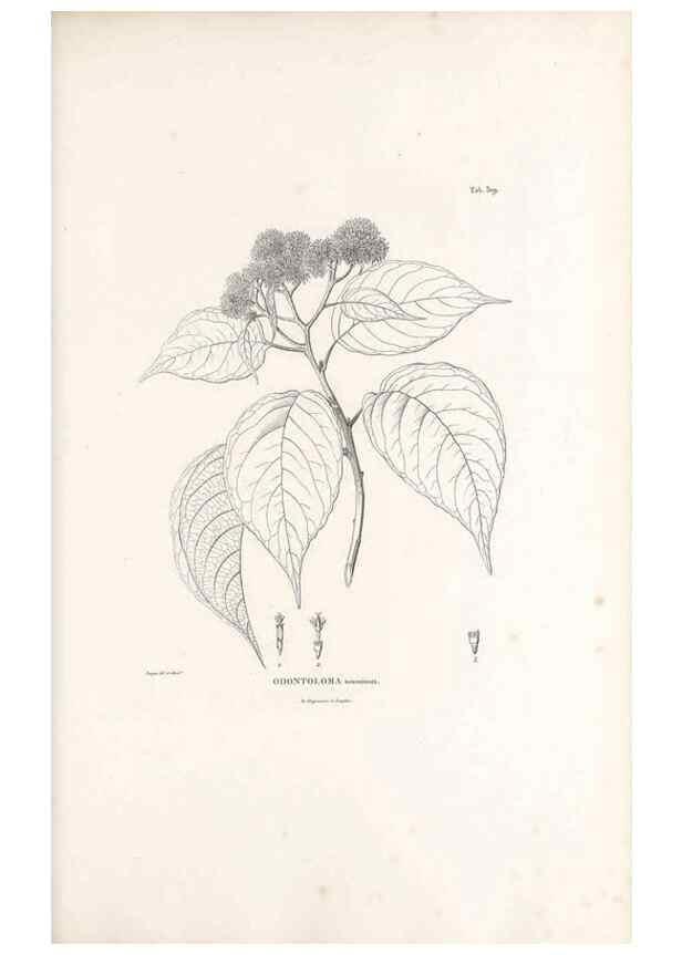 Reproducción/Reproduction 49521610676: Nova genera et species plantarum :. Antverpiae :Ex officina Christophori Plantini ...,1576.. 