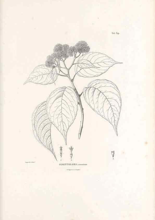 Reproducción/Reproduction 49521610676: Nova genera et species plantarum :. Antverpiae :Ex officina Christophori Plantini ...,1576.. 