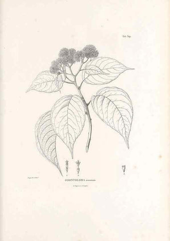 Reproducción/Reproduction 49521610676: Nova genera et species plantarum :. Antverpiae :Ex officina Christophori Plantini ...,1576.. 