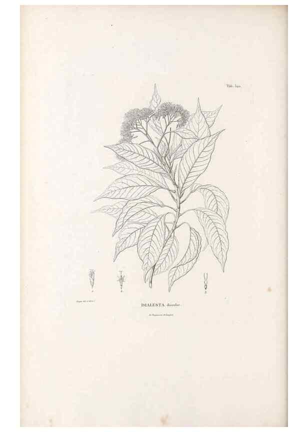 Reproducción/Reproduction 49521087213: Nova genera et species plantarum :. Antverpiae :Ex officina Christophori Plantini ...,1576.. 