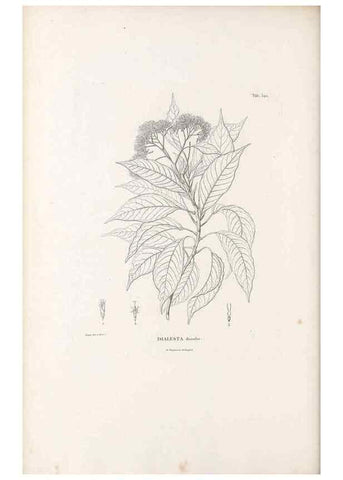 Reproducción/Reproduction 49521087213: Nova genera et species plantarum :. Antverpiae :Ex officina Christophori Plantini ...,1576.. 