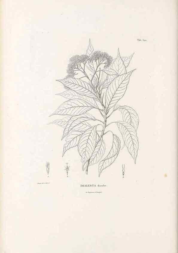 Reproducción/Reproduction 49521087213: Nova genera et species plantarum :. Antverpiae :Ex officina Christophori Plantini ...,1576.. 