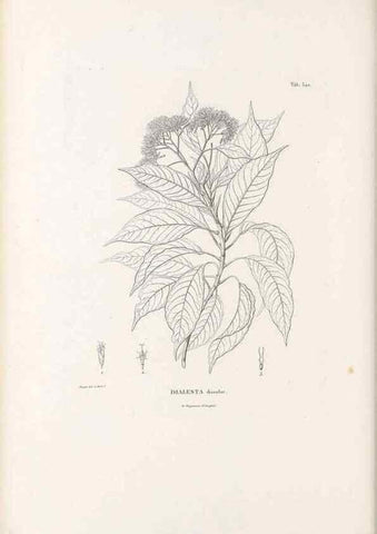 Reproducción/Reproduction 49521087213: Nova genera et species plantarum :. Antverpiae :Ex officina Christophori Plantini ...,1576.. 