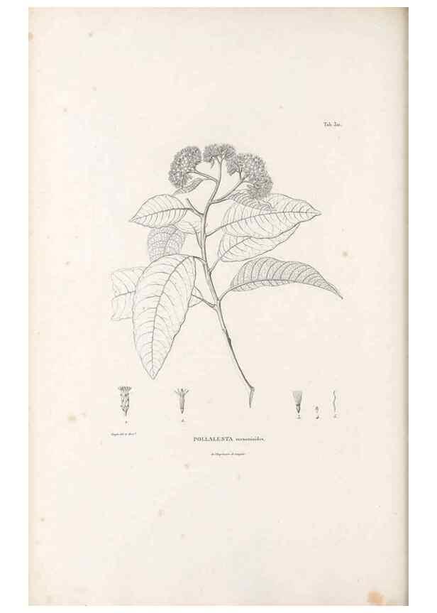 Reproducción/Reproduction 49521823127: Nova genera et species plantarum :. Antverpiae :Ex officina Christophori Plantini ...,1576.. 