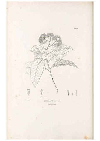 Reproducción/Reproduction 49521823127: Nova genera et species plantarum :. Antverpiae :Ex officina Christophori Plantini ...,1576.. 
