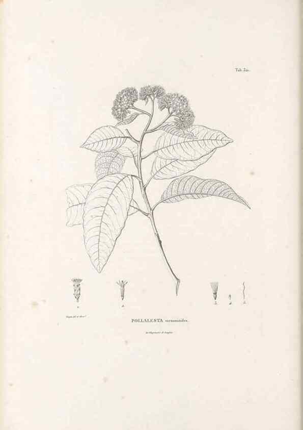 Reproducción/Reproduction 49521823127: Nova genera et species plantarum :. Antverpiae :Ex officina Christophori Plantini ...,1576.. 